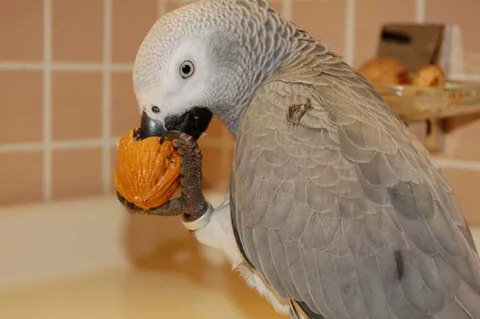 African grey parrot