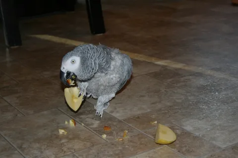 African grey parrot