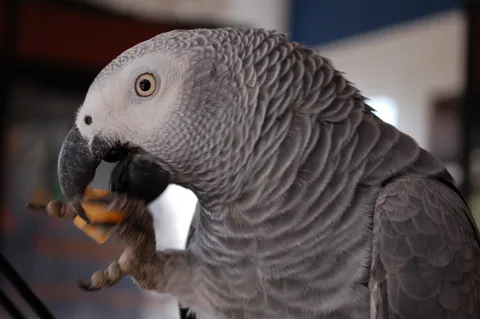 African grey parrot