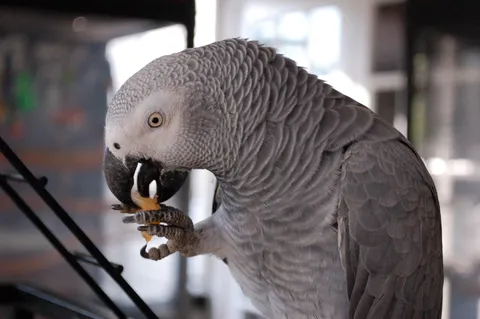 African grey parrot