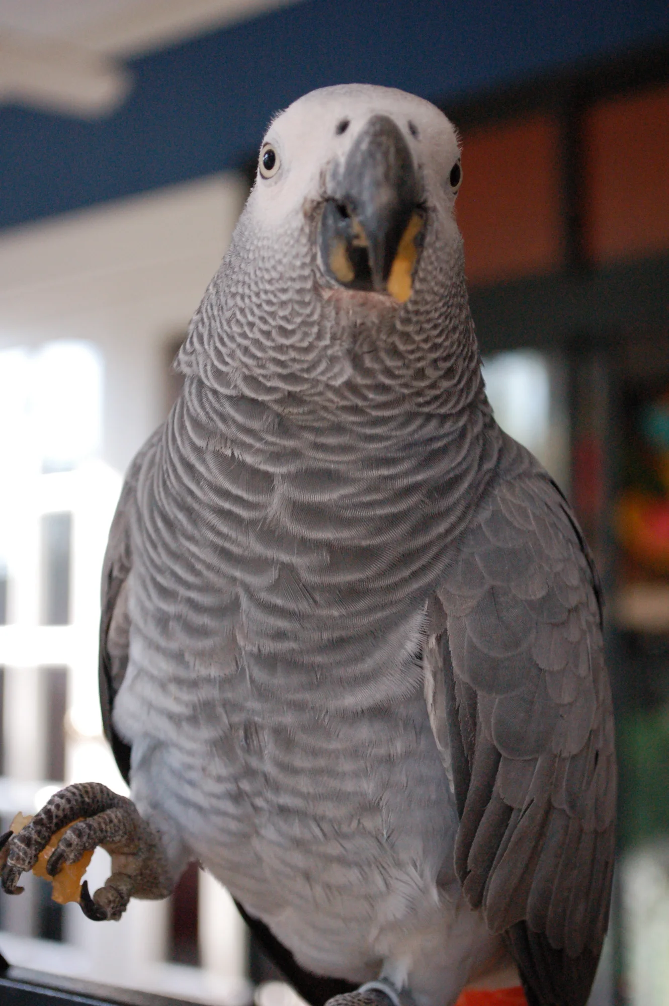 African grey parrot