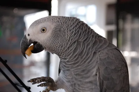 African grey parrot