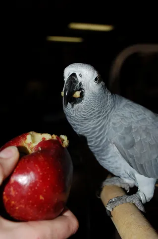 African grey parrot