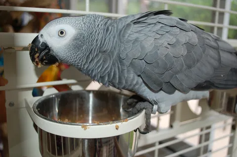 African grey parrot