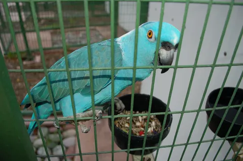 Blue Amazon-type parrot