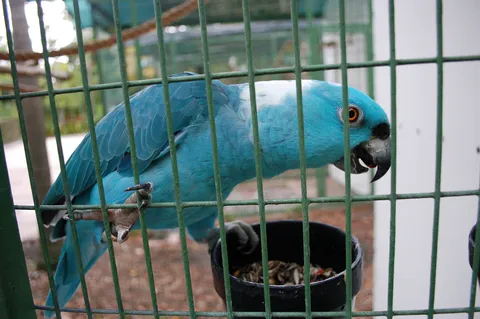 Blue Amazon-type parrot