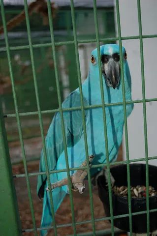 Blue Amazon-type parrot