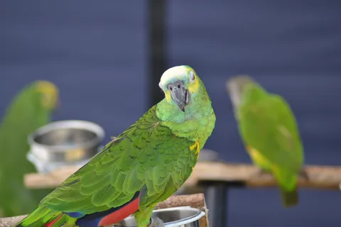 Blue-fronted Amazon parrot