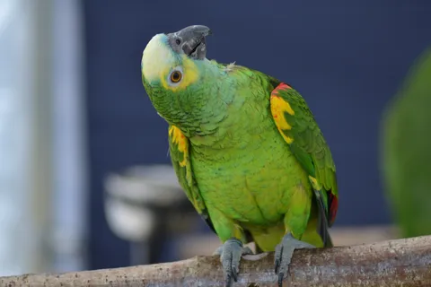 Blue-fronted Amazon parrot