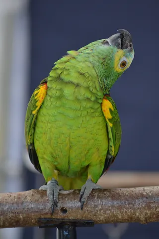 Blue-fronted Amazon parrot