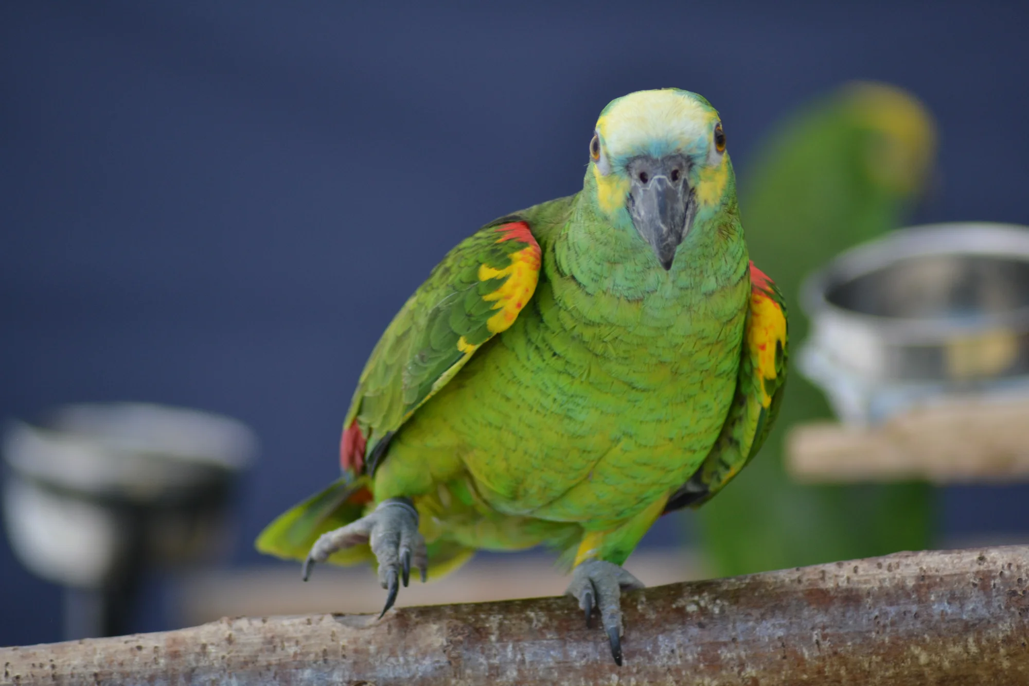 Blue-fronted Amazon parrot