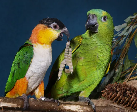 Black-headed caique with an Amazon parrot