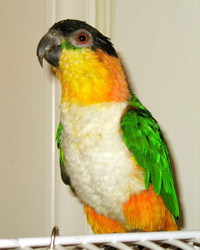 Black-headed caique