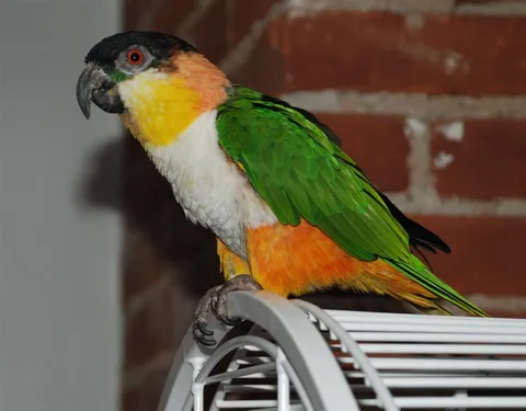 Black-headed caique