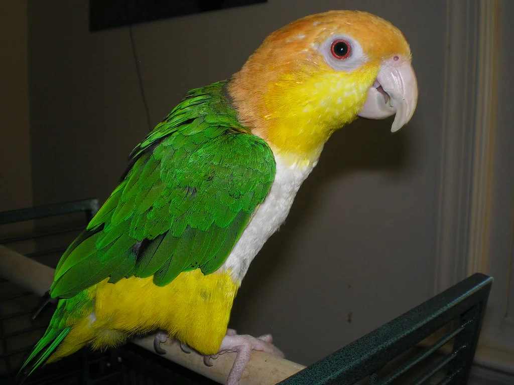 White-bellied caique