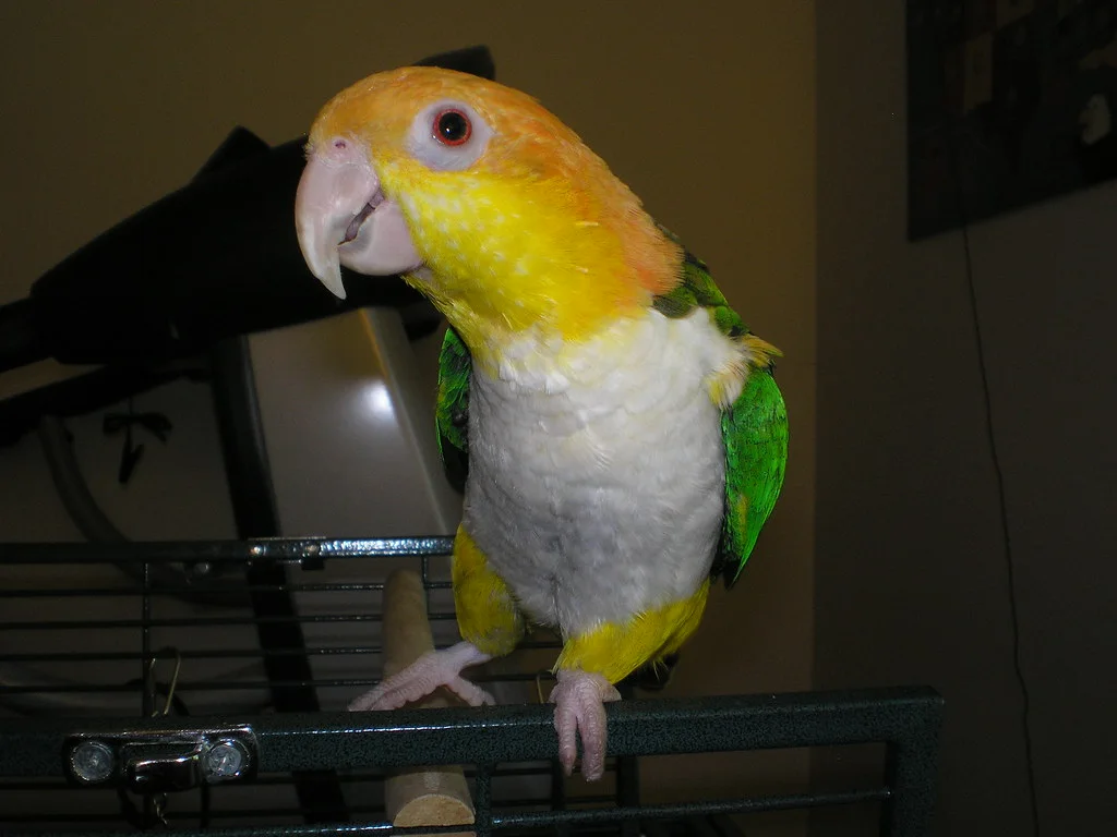 White-bellied caique