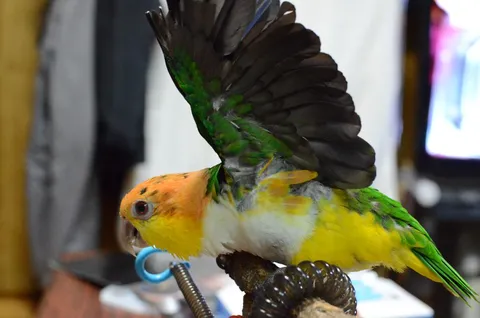 White-bellied caique