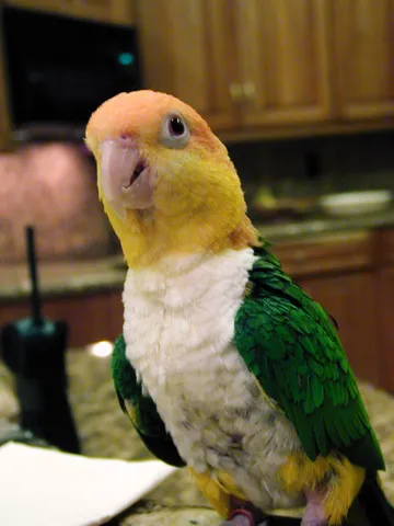 White-bellied caique