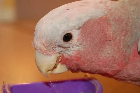Galah cockatoo