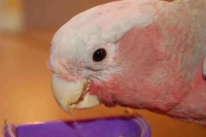 Galah cockatoo