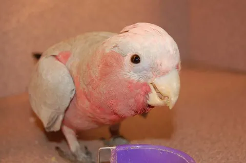Galah cockatoo