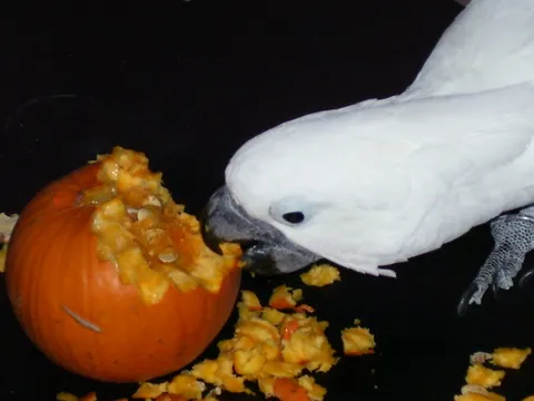 White cockatoo