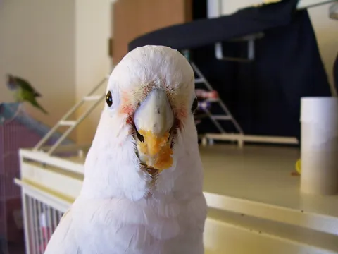 White cockatoo