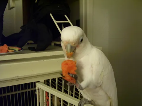 White cockatoo