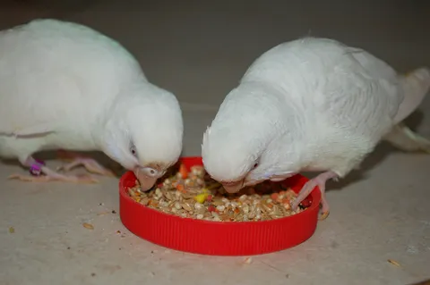 White cockatoo