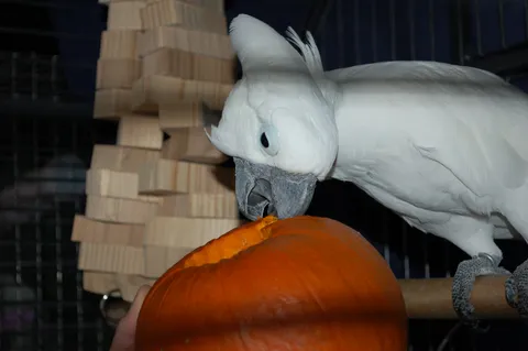 White cockatoo