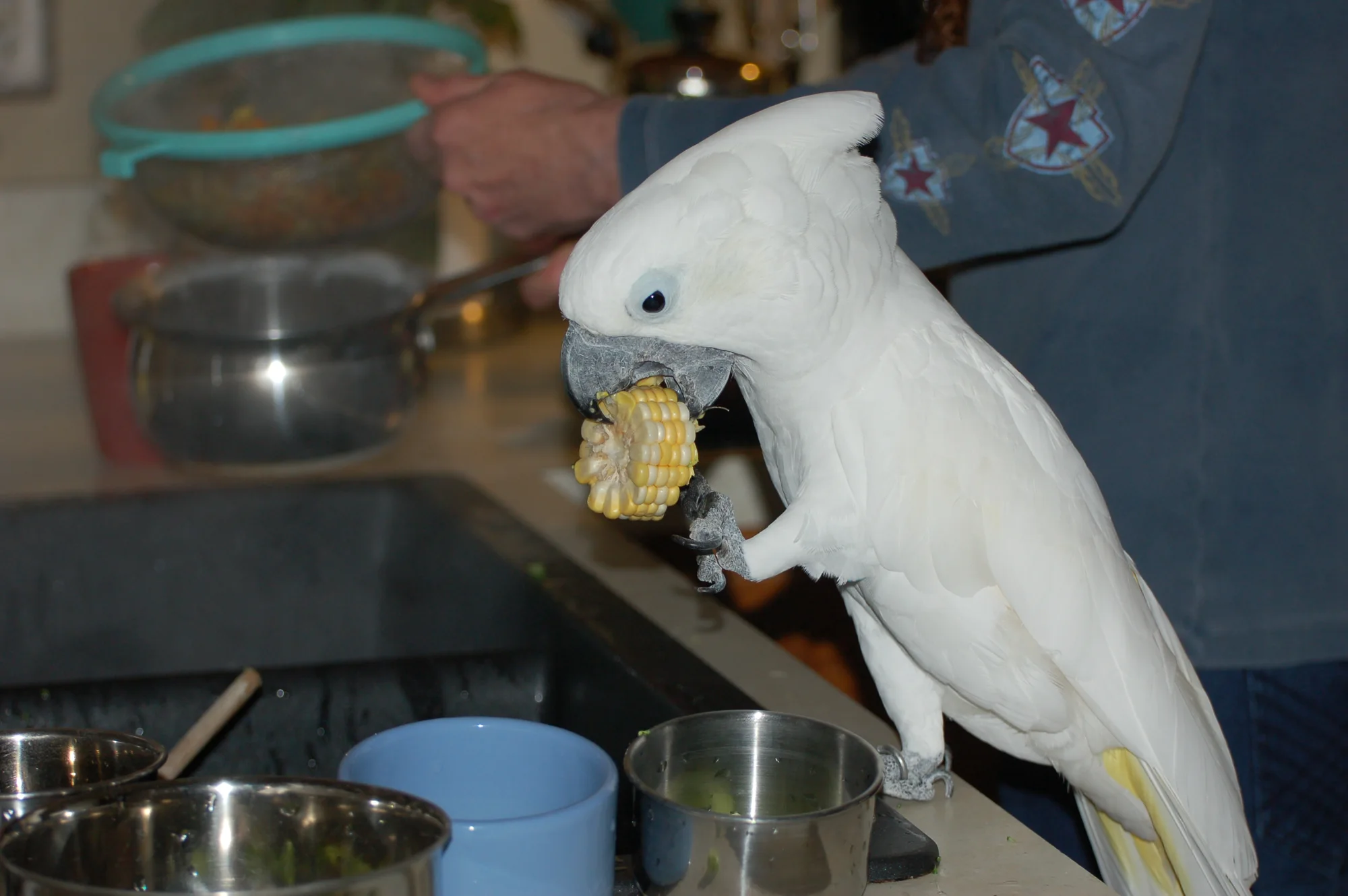 White cockatoo