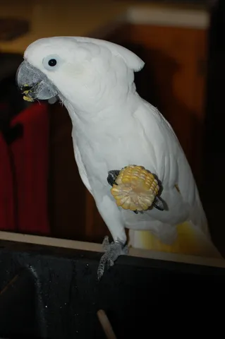 White cockatoo