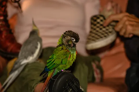 Conure with a cockatiel