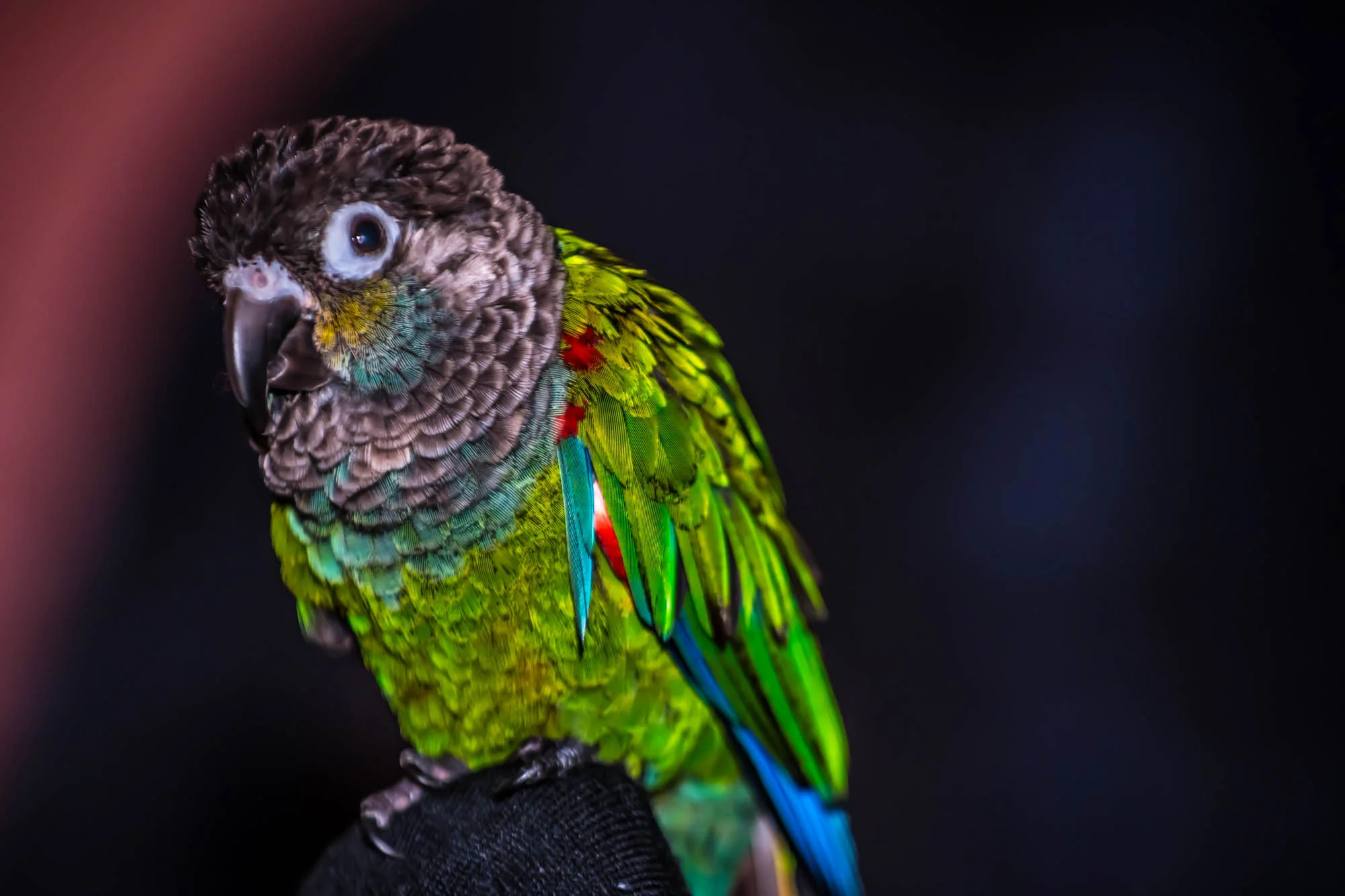 Conure parrot