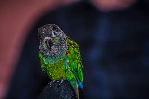 Conure parrot
