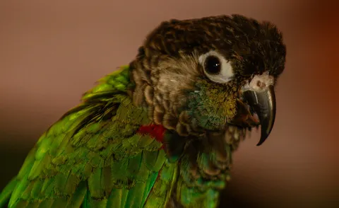 Conure parrot