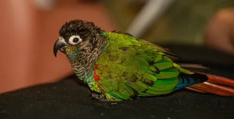 Conure parrot
