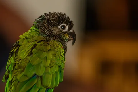 Conure parrot