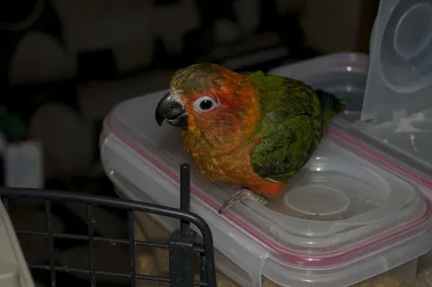 Orange-headed conure