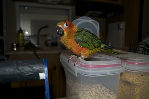 Orange-headed conure