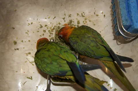 Orange-headed conures