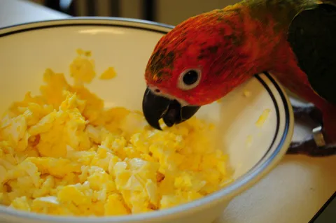 Orange-headed conure