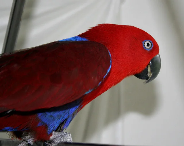 Female Eclectus parrot