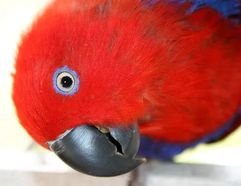 Female Eclectus parrot