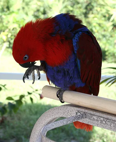 Female Eclectus parrot