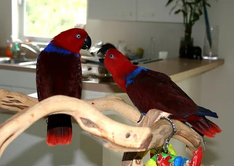 Female Eclectus parrot