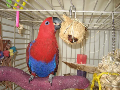 Female Eclectus parrot