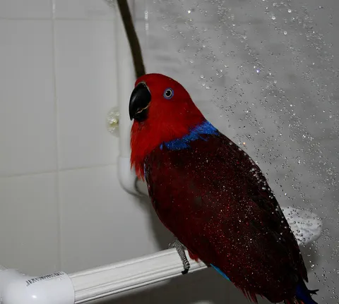 Female Eclectus parrot