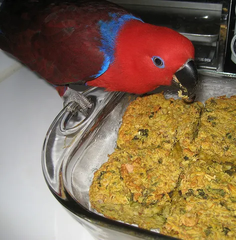 Female Eclectus parrot
