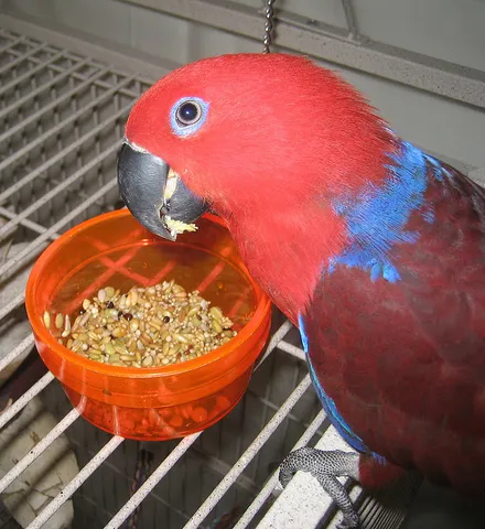 Female Eclectus parrot